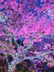 りんご（断捨離中）