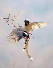 りん