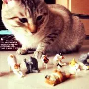 よっこ