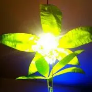 072 Weed