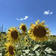 とむ 【即購入、大歓迎です！】の画像