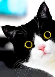 ねねちゃんの画像