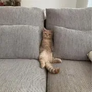 たらこ