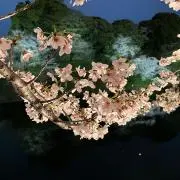 チャグの画像