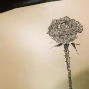 みやも