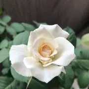 hinata31313の画像
