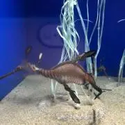 蓮迅