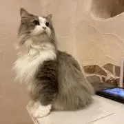 ゆしの画像
