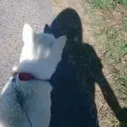 zinの画像