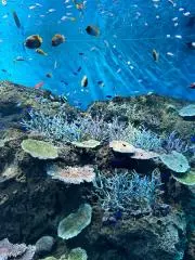 しおんの画像