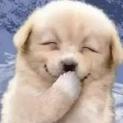 たまぴよ