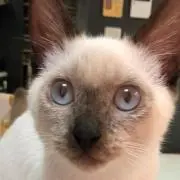 いさいぶキングの画像