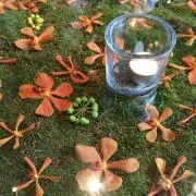 ピーチパイの画像