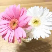 ちーずの画像