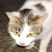 ヤコの画像