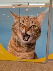 にゃにゃんごの画像