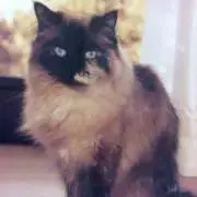 風鈴の画像