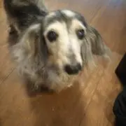 さやん
