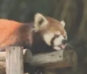 かばきちの画像