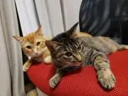 ナリヤス