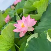 つぼ
