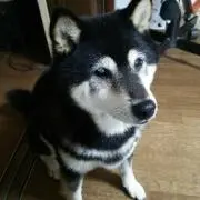 女将