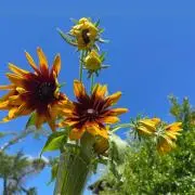 ＆SUN