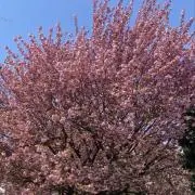 こっこの画像