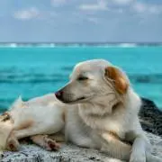 よっしーの画像