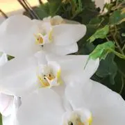 mako