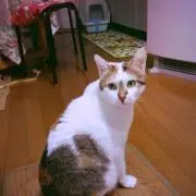 お値引きOK♡まきにゃの画像
