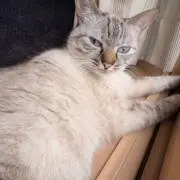 Skの画像
