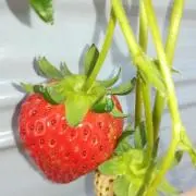 ナナの画像