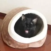 カポの画像