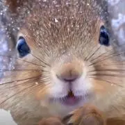Fuuの画像