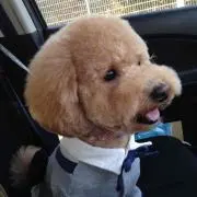 あめくんの画像