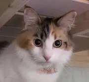 さゆ
