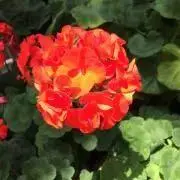 宇治抹茶