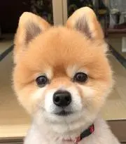 はなの画像