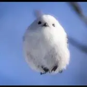 くーちゃんの画像