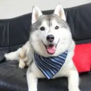 はなの画像