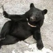 くま