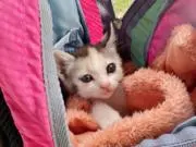 子猫⭐️フォロワー様はお安くしますの画像