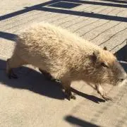 カピバラの画像