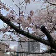 rii*の画像
