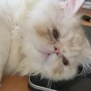ゆうみの画像
