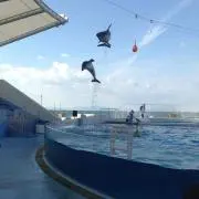 kokotaiの画像