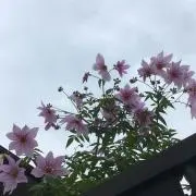 hikaru°˖ ✧の画像
