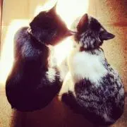 neko maruの画像