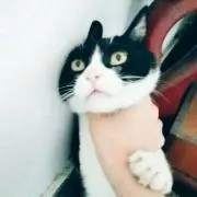 ひつじの画像